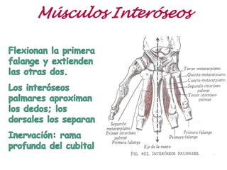 Músculos Interóseos
 