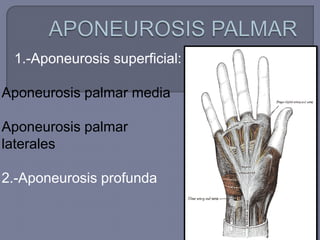 1.-Aponeurosis superficial:
Aponeurosis palmar media
Aponeurosis palmar
laterales
2.-Aponeurosis profunda
 