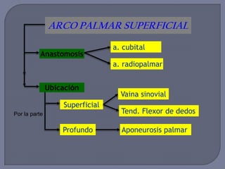 ARCO PALMAR SUPERFICIAL
Aponeurosis palmar
Tend. Flexor de dedos
Vaina sinovial
Superficial
Profundo
Ubicación
Anastomosis
a. cubital
a. radiopalmar
Por la parte
 