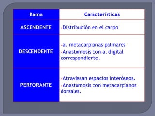Rama Características
ASCENDENTE •Distribución en el carpo
DESCENDENTE
•a. metacarpianas palmares
•Anastomosis con a. digital
correspondiente.
PERFORANTE
•Atraviesan espacios interóseos.
•Anastomosis con metacarpianos
dorsales.
 