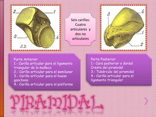 Parte Anterior
1.- Carilla articular para el ligamento
triangular de la muñeca
2.- Carilla articular para el semilunar
3.- Carilla articular para el hueso
ganchoso
4.- Carilla articular para el pisiforme
Parte Posterior
1.- Cara posterior o dorsal
Cresta del piramidal
3.- Tubérculo del piramidal
4.- Carilla articular para el
ligamento triangular
Seis carillas:
Cuatro
articulares y
dos no
articulares
 