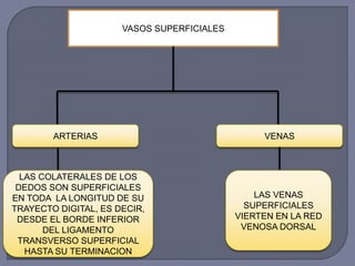 VASOS SUPERFICIALES
ARTERIAS VENAS
LAS COLATERALES DE LOS
DEDOS SON SUPERFICIALES
EN TODA LA LONGITUD DE SU
TRAYECTO DIGITAL, ES DECIR,
DESDE EL BORDE INFERIOR
DEL LIGAMENTO
TRANSVERSO SUPERFICIAL
HASTA SU TERMINACION
LAS VENAS
SUPERFICIALES
VIERTEN EN LA RED
VENOSA DORSAL
 