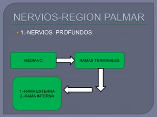 • 1.-NERVIOS PROFUNDOS
MEDIANO RAMAS TERMINALES
1.-RAMA EXTERNA
2.-RAMA INTERNA
 