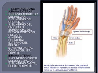  NERVIO MEDIANO
 A)RAMA EXTERNA:
 1.-NERVIO ABDUCTOR
DEL PULGAR
 2.-EL NERVIO DEL
OPONENTE
 3.-EL NERVIO DEL
FASCICULO
SUPERFICIAL DEL
FLEXOR CORTO DEL
PULGAR
 4.-NERVIO
COLATERAL
EXTERNO DEL
PULGAR
 5.-NERVIO DIGITAL
COMUN DEL 1ER
ESPACIO
 B)RAMA INTERNA:
 1.- EL NERVIO DIGITAL
DEL 2DO ESPACIO
 2.-EL NERVIO DIGITAL
DEL 3ER ESPACIO
 