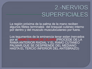 La región próxima de la palma de la mano reciben
algunos filetes terminales del braquial cutáneo interno
por dentro y del musculo musculocutaneo por fuera.
Los tegumentos de la eminencia tenar estan inervados
por el RAMO TENAR DE LEJARS(PROCEDE DE LA
RAMA ANTERIOR RADIAL Y EL RAMO CUTANEO
PALMAR,QUE SE DESPRENDE DEL MEDIANO
HASTA EL TERCIO INFERIOR DEL ANTEBRAZO)
 