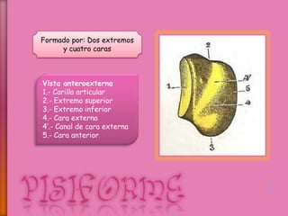 Formado por: Dos extremos
y cuatro caras
Vista anteroexterna
1.- Carilla articular
2.- Extremo superior
3.- Extremo inferior
4.- Cara externa
4’.- Canal de cara externa
5.- Cara anterior
 