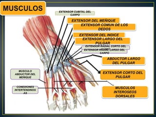EXTENSOR CUBITAL DEL
CARPO
EXTENSOR DEL MEÑIQUE
EXTENSOR COMUN DE LOS
DEDOS
EXTENSOR DEL INDICE
EXTENSOR LARGO DEL
PULGAR
EXTENSOR RADIAL CORTO DEL
CARPOEXTENSOR RADIAL LARGO DEL
CARPO
CONEXIONES
INTERTENDINOS
AS
MUSCULO
ABDUCTOR DEL
MEÑIQUE
EXTENSOR CORTO DEL
PULGAR
MUSCULOS
INTEROSEOS
DORSALES
ABDUCTOR LARGO
DEL PULGAR
 