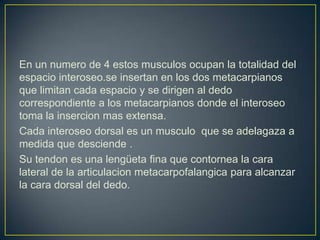 En un numero de 4 estos musculos ocupan la totalidad del
espacio interoseo.se insertan en los dos metacarpianos
que limitan cada espacio y se dirigen al dedo
correspondiente a los metacarpianos donde el interoseo
toma la insercion mas extensa.
Cada interoseo dorsal es un musculo que se adelagaza a
medida que desciende .
Su tendon es una lengüeta fina que contornea la cara
lateral de la articulacion metacarpofalangica para alcanzar
la cara dorsal del dedo.
 