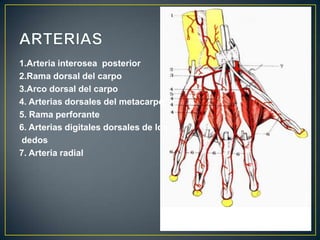 1.Arteria interosea posterior
2.Rama dorsal del carpo
3.Arco dorsal del carpo
4. Arterias dorsales del metacarpo
5. Rama perforante
6. Arterias digitales dorsales de los
dedos
7. Arteria radial
 