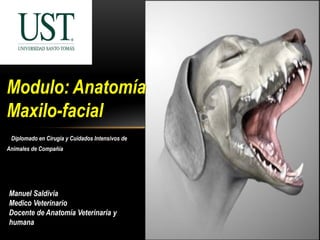 Modulo: Anatomía
Maxilo-facial
Diplomado en Cirugía y Cuidados Intensivos de
Animales de Compañía
Manuel Saldivia
Medico Veterinario
Docente de Anatomía Veterinaria y
humana
 