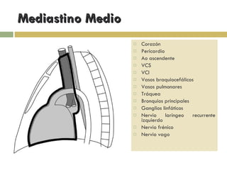 Mediastino Medio Corazón Pericardio Ao ascendente VCS VCI Vasos braquiocefálicos Vasos pulmonares Tráquea Bronquios principales Ganglios linfáticos Nervio laríngeo recurrente izquierdo Nervio frénico Nervio vago 