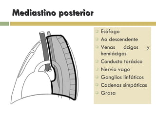 Mediastino posterior Esófago Ao descendente Venas ácigos y hemiácigos Conducto torácico Nervio vago  Ganglios linfáticos Cadenas simpáticas Grasa 