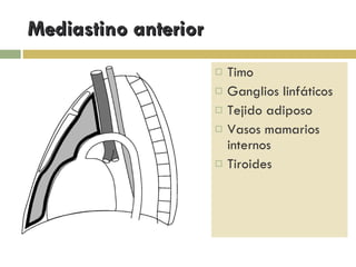 Mediastino anterior Timo Ganglios linfáticos Tejido adiposo Vasos mamarios internos Tiroides 