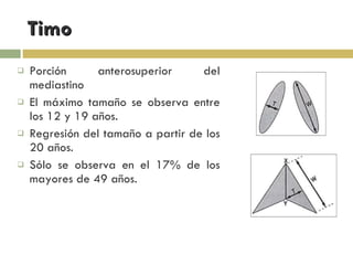 Timo Porción anterosuperior del mediastino El máximo tamaño se observa entre los 12 y 19 años. Regresión del tamaño a partir de los 20 años. Sólo se observa en el 17% de los mayores de 49 años. 
