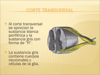 Al corte transversal se aprecian la sustancia blanca periférica y la sustancia gris con forma de “H”. La sustancia gris contiene cuerpos neuronales y células de la glia. 