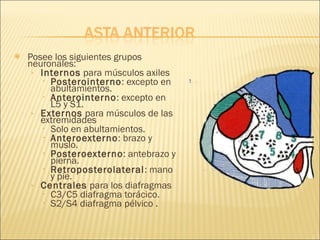 Posee los siguientes grupos neuronales: Internos  para músculos axiles Posterointerno : excepto en abultamientos. Anterointerno : excepto en L5 y S1. Externos  para músculos de las extremidades Solo en abultamientos. Anteroexterno : brazo y muslo. Posteroexterno : antebrazo y pierna. Retroposterolateral : mano y pie. Centrales  para los diafragmas C3/C5 diafragma torácico. S2/S4 diafragma pélvico . 