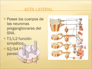 Posee los cuerpos de las neuronas preganglionares del SNA. T1/L2 función simpática S2/S4 función parasimpática 