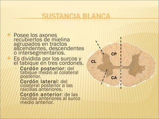 Posee los axones recubiertos de mielina agrupados en tractos ascendentes, descendentes o intersegmentarios. Es dividida por los surcos y el tabique en tres cordones. Cordón posterior : del tabique medio al colateral posterior. Cordón lateral : del colateral posterior a las raicillas anteriores. Cordón anterior : de las raicillas anteriores al surco medio anterior. CP CL CA 