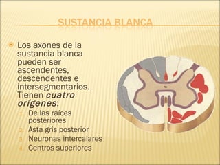 Los axones de la sustancia blanca pueden ser ascendentes, descendentes e intersegmentarios. Tienen  cuatro orígenes : De las raíces posteriores Asta gris posterior Neuronas intercalares Centros superiores 