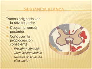 Tractos originados en la raíz posterior. Ocupan el cordón posterior Conducen la propiocepción consciente Presión y vibración Tacto discriminativo Nuestra posición en el espacio 
