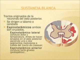 Tractos originados de la neuronas del asta posterior. Se dirigen a tálamo o cerebelo Espinotalámicos  ambos son cruzados. Espinotalámico lateral  conduce dolor y temperatura. Antes de hacer sinapsis en el asta posterior asciende uno o dos segmentos medulares a través del  tracto de Lissauer . Espinotalámico anterior  conduce tacto grueso (protopático) . 