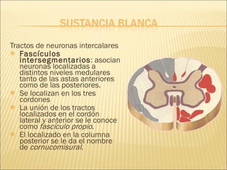 Tractos de neuronas intercalares Fascículos intersegmentarios : asocian neuronas localizadas a distintos niveles medulares tanto de las astas anteriores como de las posteriores. Se localizan en los tres cordones La unión de los tractos localizados en el cordón lateral y anterior se le conoce como  fascículo propio . El localizado en la columna posterior se le da el nombre de  cornucomisural .  