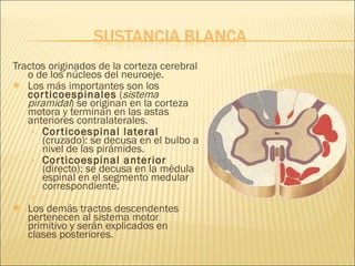 Tractos originados de la corteza cerebral o de los núcleos del neuroeje. Los más importantes son los  corticoespinales  ( sistema piramidal ) se originan en la corteza motora y terminan en las astas anteriores contralaterales. Corticoespinal lateral  (cruzado): se decusa en el bulbo a nivel de las pirámides. Corticoespinal anterior  (directo): se decusa en la médula espinal en el segmento medular correspondiente. Los demás tractos descendentes pertenecen al sistema motor primitivo y serán explicados en clases posteriores. 