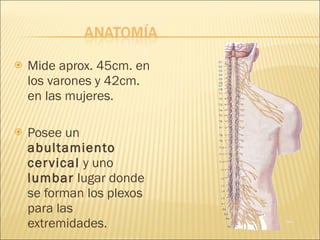 Mide aprox. 45cm. en los varones y 42cm. en las mujeres. Posee un  abultamiento cervical  y uno  lumbar  lugar donde se forman los plexos para las extremidades. 