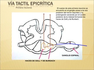 Primera neurona: El cuerpo de esta primera neurona se encuentra en el ganglio anexo a la raíz posterior del nervio raquídeo y su prolongación asciende por el cordón posterior de la médula formando los haces de Goll y de Burdach. GANGLIO ESPINAL HACES DE GOLL Y DE BURDACH 