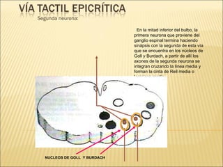 Segunda neurona: En la mitad inferior del bulbo, la primera neurona que proviene del ganglio espinal termina haciendo sinápsis con la segunda de esta vía que se encuentra en los núcleos de Goll y Burdach, a partir de allí los axones de la segunda neurona se integran cruzando la línea media y forman la cinta de Reil media o lemnisco medio. NUCLEOS DE GOLL  Y BURDACH 