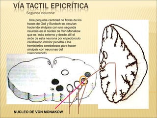 Segunda neurona: Una pequeña cantidad de fibras de los haces de Goll y Burdach se desvían haciendo sinápsis con una segunda neurona en el núcleo de Von Monakow que es  más externo y desde allí el axón de esta neurona por el pedúnculo cerebeloso inferior penetra a los hemisferios cerebelosos para hacer sinápsis con neuronas del paleocerebelo . NUCLEO DE VON MONAKOW 
