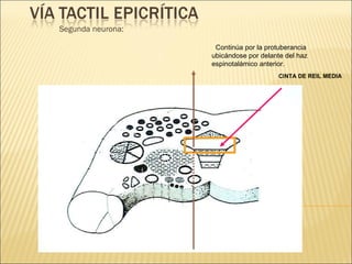 Segunda neurona: Continúa por la protuberancia ubicándose por delante del haz espinotalámico anterior. CINTA DE REIL MEDIA 