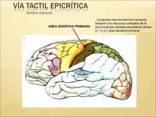Tercera neurona: La tercera neurona termina haciendo sinapsis con neuronas corticales de la circunvolución parietal ascendente (áreas 3, 1 y 2 ), área sensitiva primaria AREA SENSITIVA PRIMARIA 