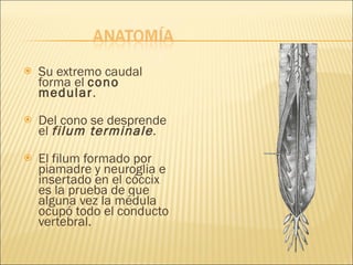 Su extremo caudal forma el  cono medular . Del cono se desprende el  filum terminale . El filum formado por piamadre y neuroglia e insertado en el cóccix es la prueba de que alguna vez la médula ocupó todo el conducto vertebral. 