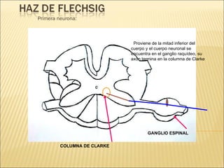 Primera neurona: Proviene de la mitad inferior del cuerpo y el cuerpo neuronal se encuentra en el ganglio raquídeo, su axón termina en la columna de Clarke GANGLIO ESPINAL COLUMNA DE CLARKE 
