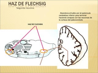 Segunda neurona: Abandona el bulbo por el pedúnculo cerebeloso inferior para terminar haciendo sinápsis con las neuronas de la corteza del paleocerebelo HAZ DE FLECHSIG 