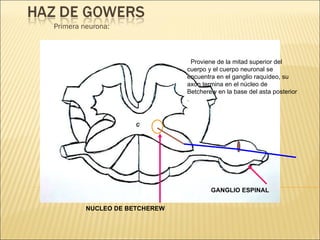 Primera neurona: Proviene de la mitad superior del cuerpo y el cuerpo neuronal se encuentra en el ganglio raquídeo, su axón termina en el núcleo de Betcherew en la base del asta posterior . GANGLIO ESPINAL NUCLEO DE BETCHEREW 