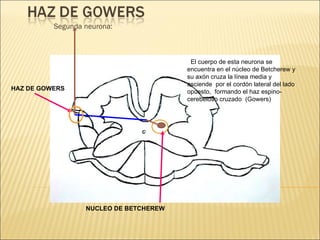 Segunda neurona: El cuerpo de esta neurona se encuentra en el núcleo de Betcherew y su axón cruza la línea media y asciende  por el cordón lateral del lado opuesto,  formando el haz espino-cerebeloso cruzado  (Gowers) HAZ DE GOWERS NUCLEO DE BETCHEREW 