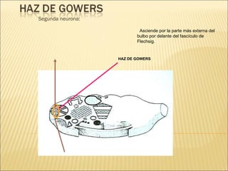 Segunda neurona: Asciende por la parte más externa del bulbo por delante del fascículo de Flechsig. HAZ DE GOWERS 