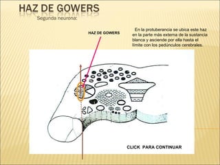 Segunda neurona: En la protuberancia se ubica este haz en la parte más externa de la sustancia blanca y asciende por ella hasta el límite con los pedúnculos cerebrales. HAZ DE GOWERS CLICK  PARA CONTINUAR 
