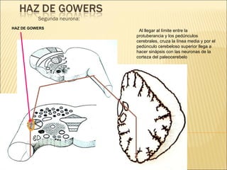 Segunda neurona: Al llegar al límite entre la protuberancia y los pedúnculos cerebrales, cruza la línea media y por el pedúnculo cerebeloso superior llega a hacer sinápsis con las neuronas de la corteza del paleocerebelo  HAZ DE GOWERS 