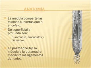 La médula comparte las mismas cubiertas que el encéfalo. De superficial a profundo son: Duramadre, aracnoides y piamadre La  piamadre  fija la médula a la duramadre mediante los ligamentos dentados. 