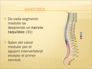 De cada segmento medular se desprende un  nervio raquídeo  (31) Salen del canal medular por el agujero intervertebral excepto el primer cervical. 
