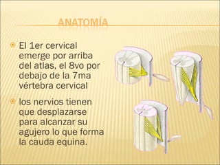 El 1er cervical emerge por arriba del atlas, el 8vo por debajo de la 7ma vértebra cervical los nervios tienen que desplazarse para alcanzar su agujero lo que forma la cauda equina. 