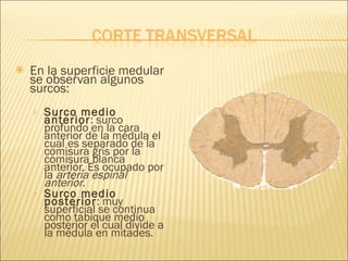 En la superficie medular se observan algunos surcos: Surco medio anterior : surco profundo en la cara anterior de la médula el cual es separado de la comisura gris por la comisura blanca anterior. Es ocupado por la  arteria espinal anterior . Surco medio posterior : muy superficial se continua como tabique medio posterior el cual divide a la médula en mitades. 