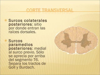 Surcos colaterales posteriores : sitio por donde entran las raíces dorsales. Surcos paramedios posteriores : medial al surco previo. Sólo se aprecia por arriba del segmento T6. Separa los tractos de Goll y Burdach. 