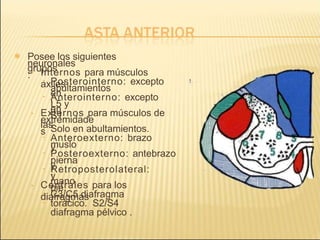  Posee los siguientes
grupos
neuronales
:› Internos para músculos
axiles
 Posterointerno: excepto
en
abultamientos
.
 Anterointerno: excepto
en
L5 y
S1.
› Externos para músculos de
las
extremidade
s


Solo en abultamientos.
Anteroexterno: brazo
y
muslo
.
 Posteroexterno: antebrazo
y
pierna
.
 Retroposterolateral:
mano
y
pie.
› Centrales para los
diafragmas


C3/C5 diafragma
torácico. S2/S4
diafragma pélvico .
 