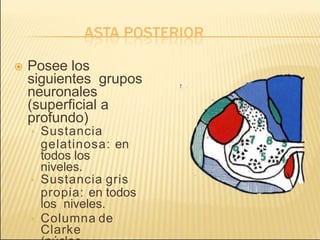  Posee los
siguientes grupos
neuronales
(superficial a
profundo)
› Sustancia
gelatinosa: en
todos los
niveles.
› Sustancia gris
propia: en todos
los niveles.
› Columna de
Clarke
 
