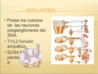  Posee los cuerpos
de las neuronas
preganglionares del
SNA.
 T1/L2 función
simpática
 S2/S4 función
parasimpátic
a
 