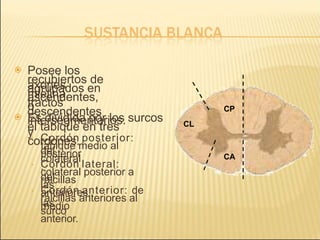  Posee los
axones
recubiertos de
mielina
agrupados en
tractos
ascendentes,
descendentes
o
intersegmentarios.
 Es dividida por los surcos
y
el tabique en tres
cordones.
› Cordón posterior:
del
tabique medio al
colateral
posterior
.
› Cordón lateral:
del
colateral posterior a
las
raicillas
anteriores.
› Cordón anterior: de
las
raicillas anteriores al
surco
medio
anterior.
CP
CL
CA
 